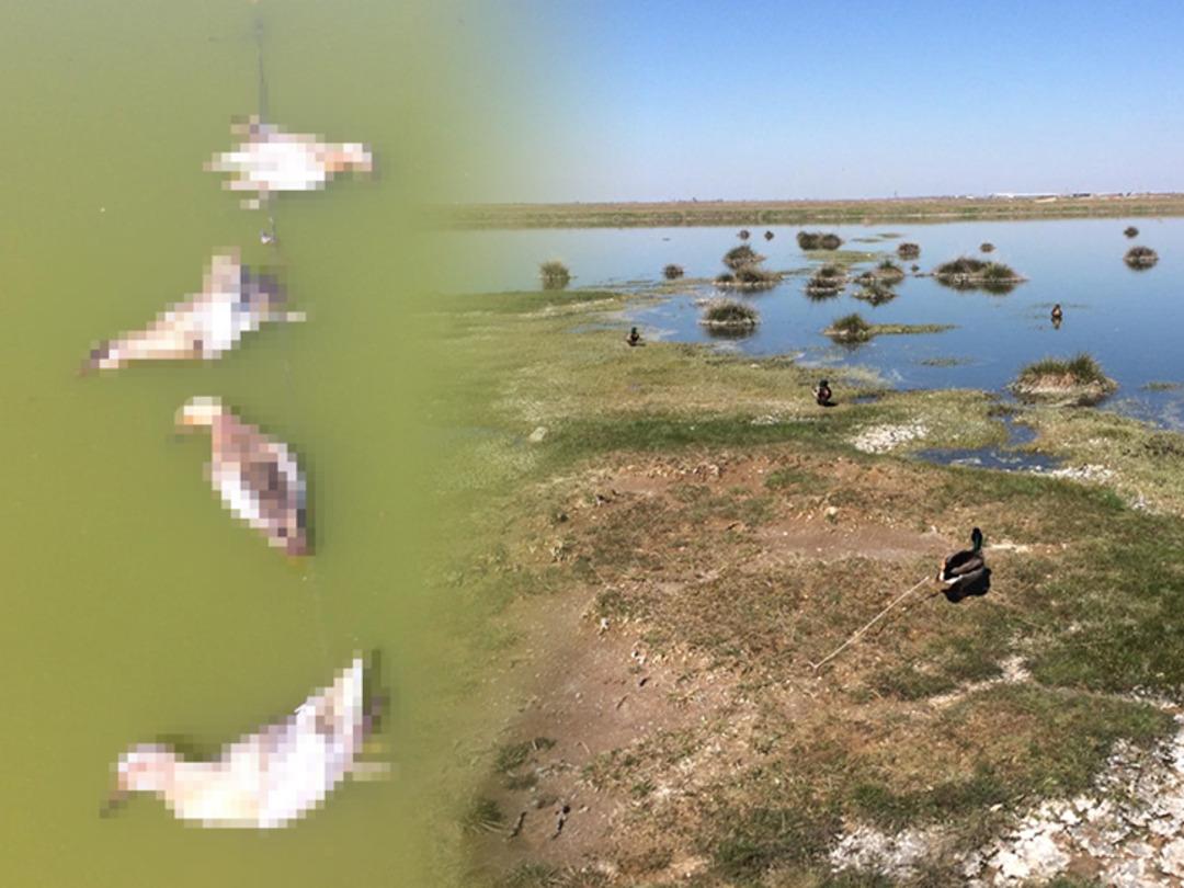 Aksaray'daki vahşete 10 bin lira ceza!