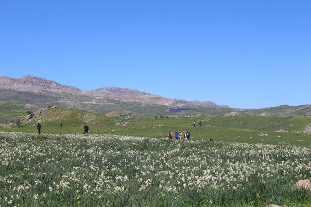 Gerger’deki yaban nergisler yerli turistlerin akınına uğruyor