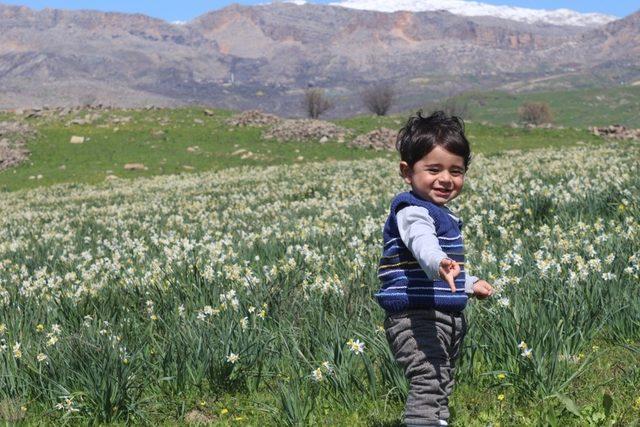 Gerger’deki yaban nergisler yerli turistlerin akınına uğruyor