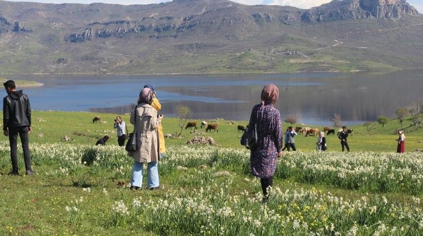 Gerger&rsquo;deki yaban nergisler yerli turistlerin akınına uğruyor
