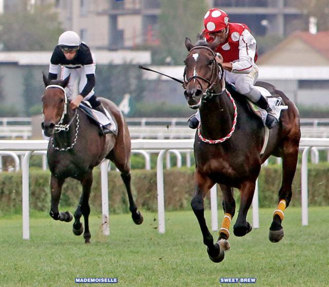 Bursa'da 12 birinciliği bulunan İngiliz yarış atı, icralık oldu