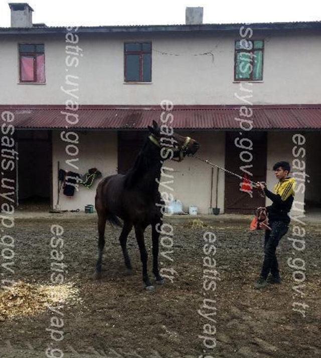 Bursa'da 12 birinciliği bulunan İngiliz yarış atı, icralık oldu