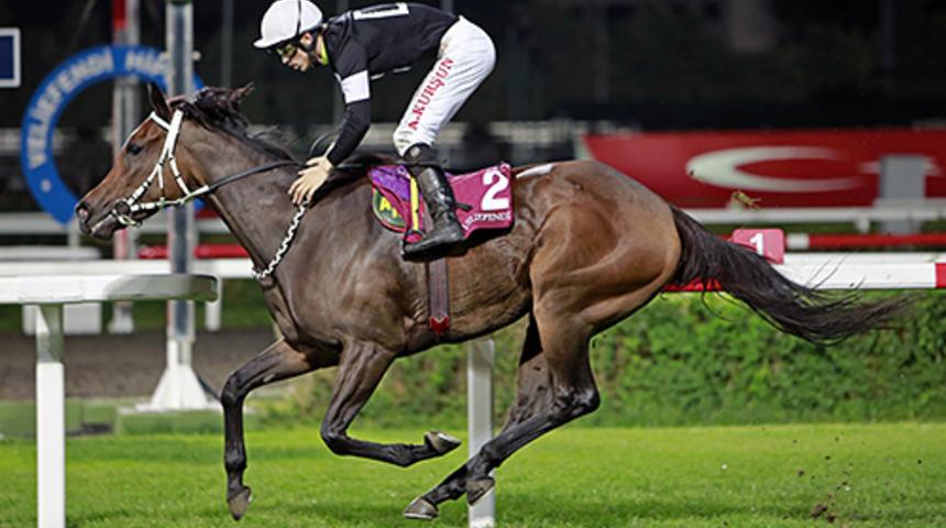 Bursa'da 12 birinciliği bulunan İngiliz yarış atı, icralık oldu