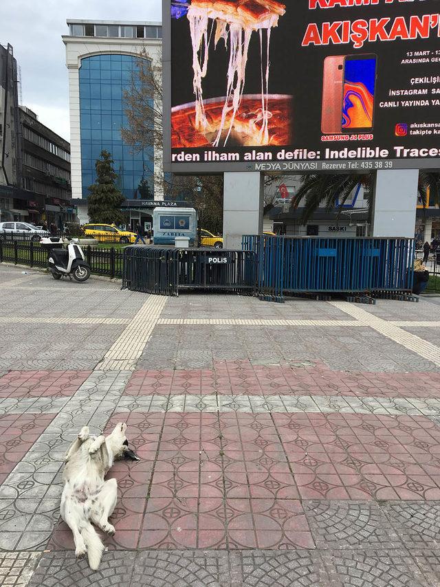 Sokak köpeği, ekrandaki yemek reklamlarını böyle izledi