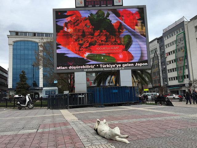 Sokak köpeği, ekrandaki yemek reklamlarını böyle izledi