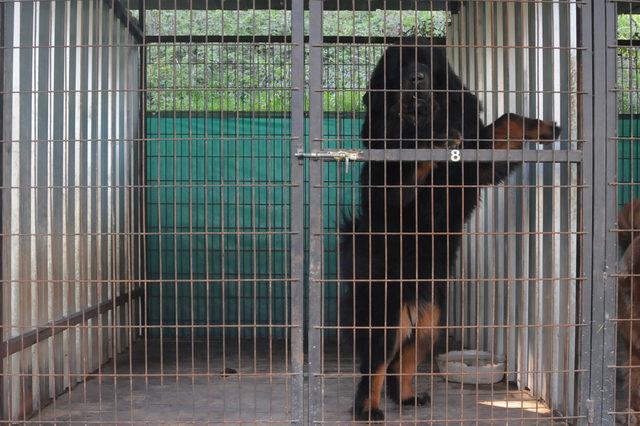 Yetiştirdiği köpekler 150 bin liraya kadar alıcı buluyor