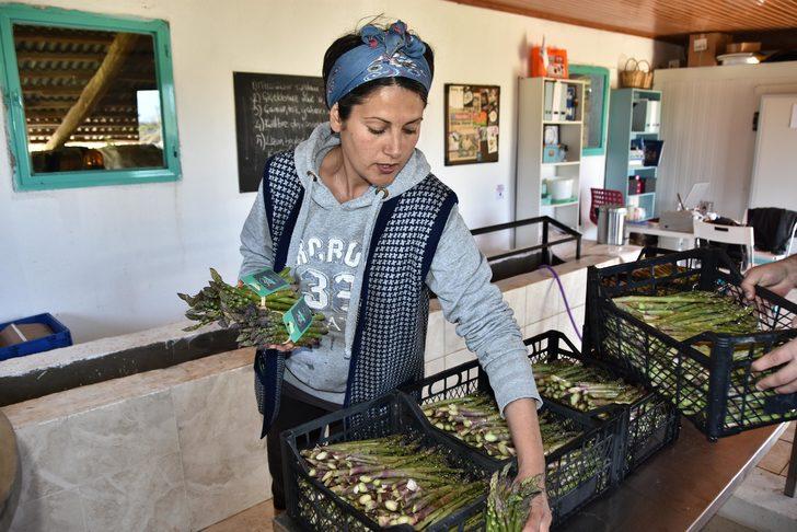 Kuşkonmaz üretiminde 'iyi tarım' sertifikası ile büyük mağazalara girdi   G2