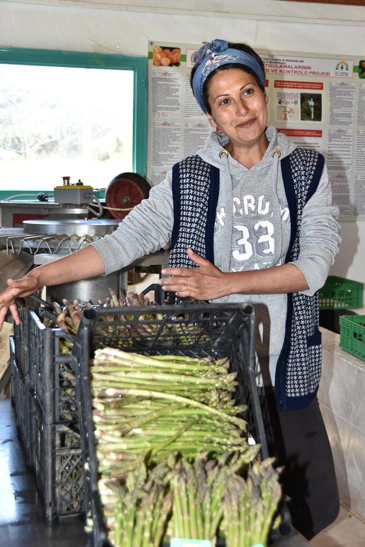 Kuşkonmaz üretiminde 'iyi tarım' sertifikası ile büyük mağazalara girdi   G3