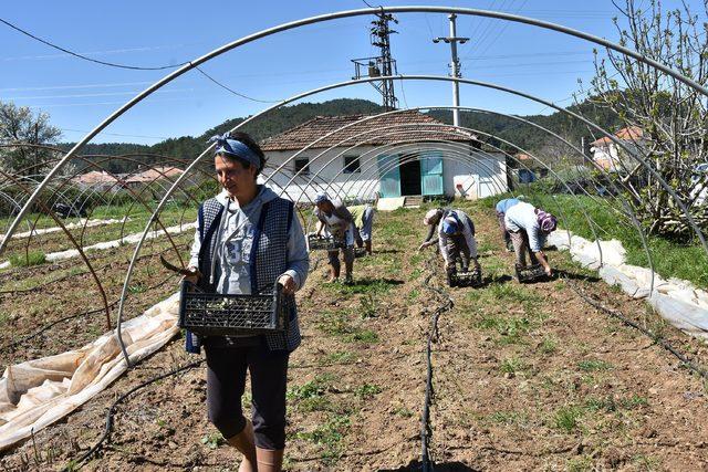 Kuşkonmaz üretiminde 'iyi tarım' sertifikası ile büyük mağazalara girdi