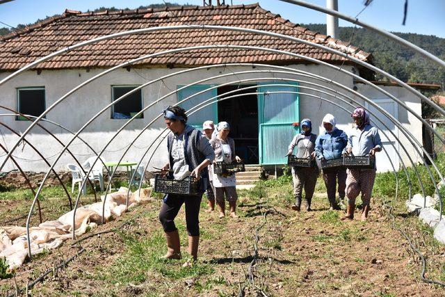 Kuşkonmaz üretiminde 'iyi tarım' sertifikası ile büyük mağazalara girdi