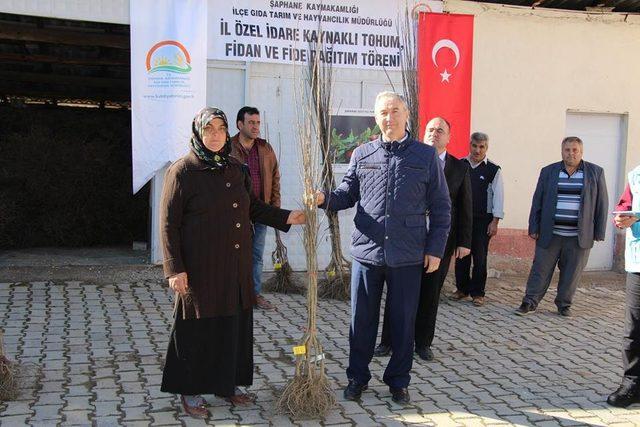 Şaphane’de 8 üreticiye bin 250 adet muşmula fidanı dağıtıldı