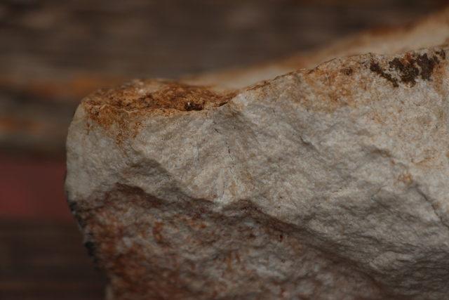 cudide-12-milyon-yillik-oldugu-belirtilen-salyangoz-fosili-bulundu_8296_dhaphoto3