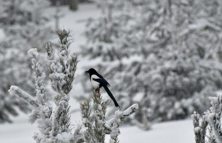 Doğu Anadolu'da kış etkisini gösteriyor   G2