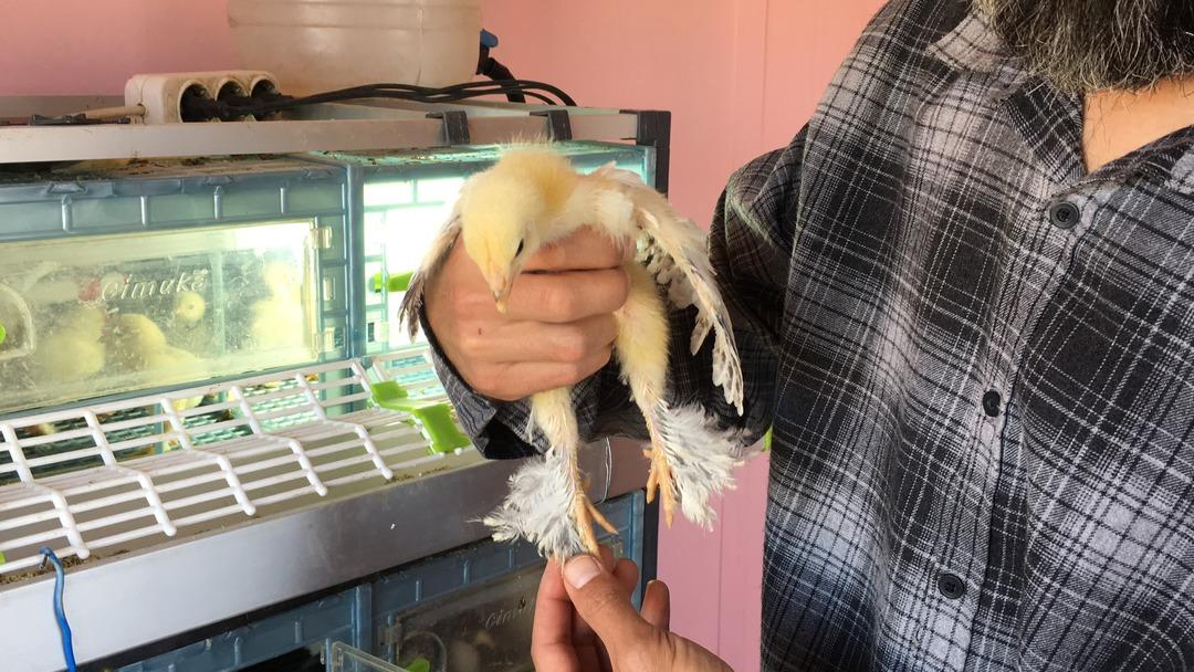 Yumurtası 400 civcivi bin lira