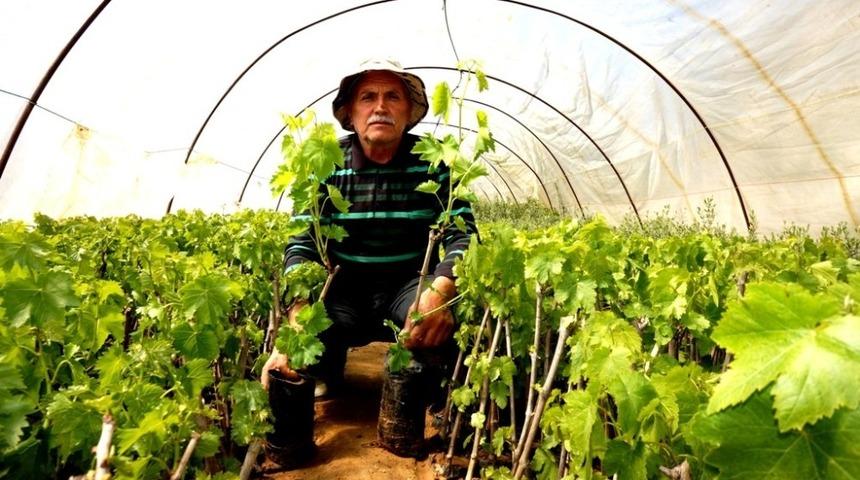 Budanan bağ &ccedil;ubuklarını fidana d&ouml;n&uuml;şt&uuml;rd&uuml;