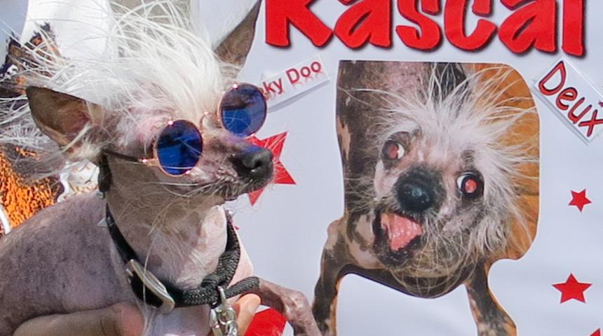 D&uuml;nyanın en &ccedil;irkin k&ouml;peği belli oldu!