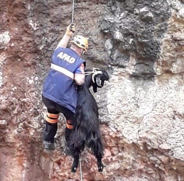 Kayalıklarda mahsur kalan keçiler kurtarıldı