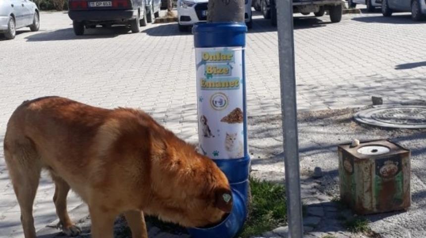 Boz&uuml;y&uuml;k&rsquo;te mama kapları yenilendi