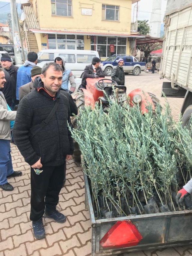 Şehzadeler Ziraat Odası’ndan üreticilere 35 bin zeytin fidanı