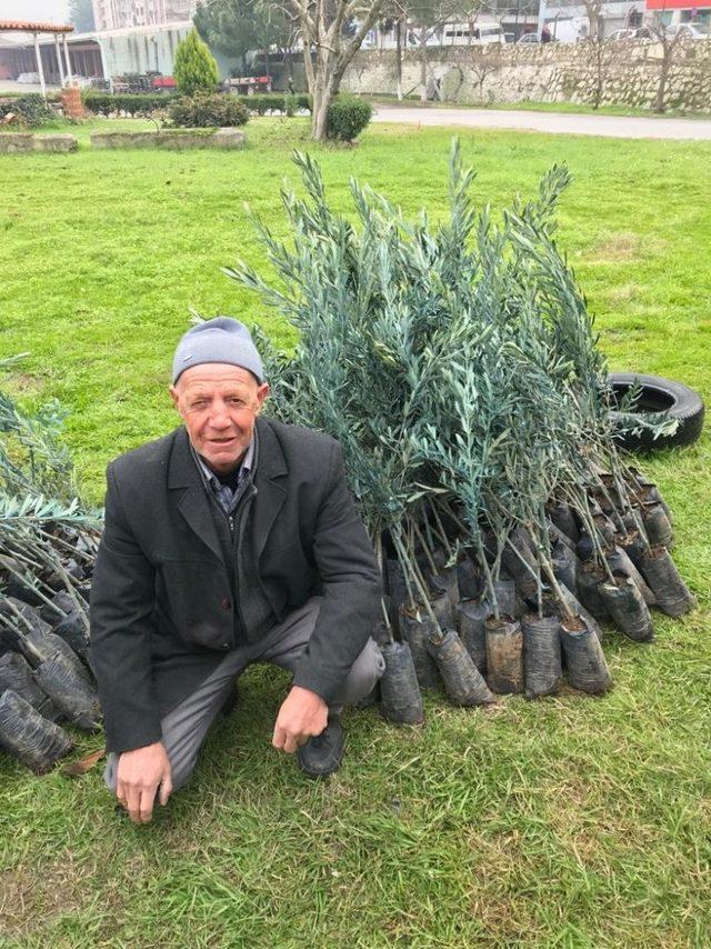 Şehzadeler Ziraat Odası’ndan üreticilere 35 bin zeytin fidanı