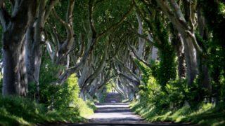 Dünyanın en güzel ve sıra dışı ağaçları