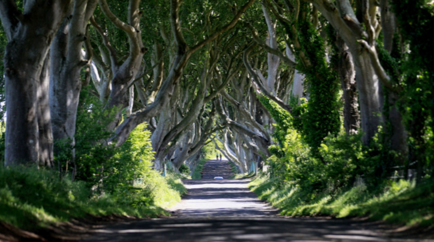 Dünyanın en güzel ve sıra dışı ağaçları