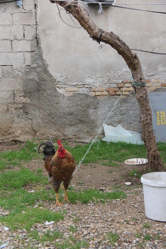 Çocuklara saldırmasın diye horozu ağaca bağladılar