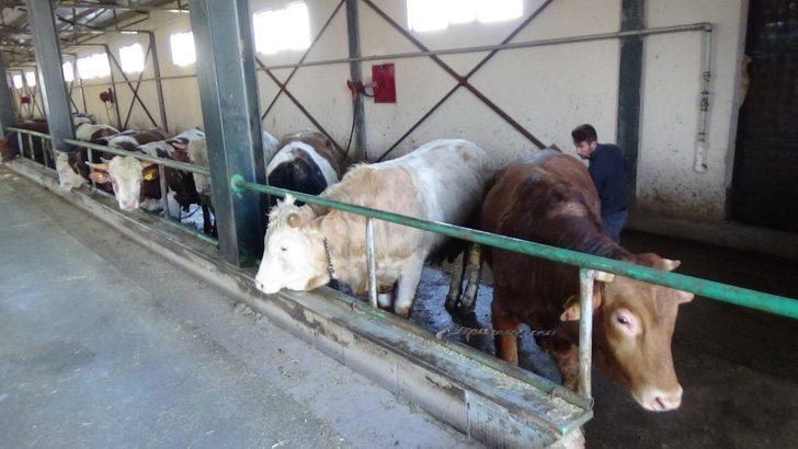 Muş’ta tarım ve hayvancılık TKDK ile büyüyor G1