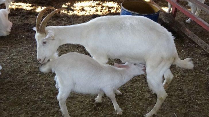 Muş’ta tarım ve hayvancılık TKDK ile büyüyor G4