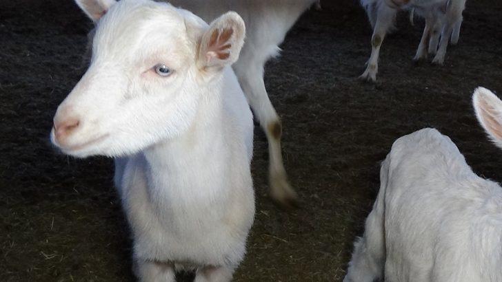 Muş’ta tarım ve hayvancılık TKDK ile büyüyor G5