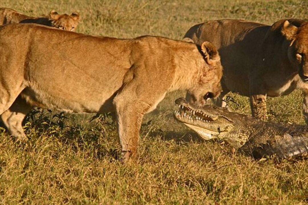 Схватки крокодилов. Нильский крокодил против Льва. Лев против крокодила схватка.