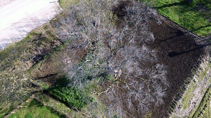 Kızılırmak Deltası'nda leylek varlığı artıyor  G2