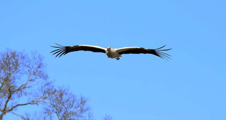 Kızılırmak Deltası'nda leylek varlığı artıyor  G3