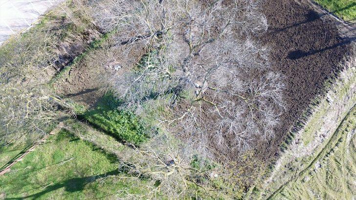 Kızılırmak Deltası'nda leylek varlığı artıyor  G4