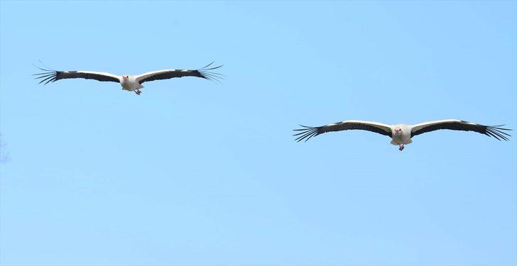 Kızılırmak Deltası'nda leylek varlığı artıyor  G5