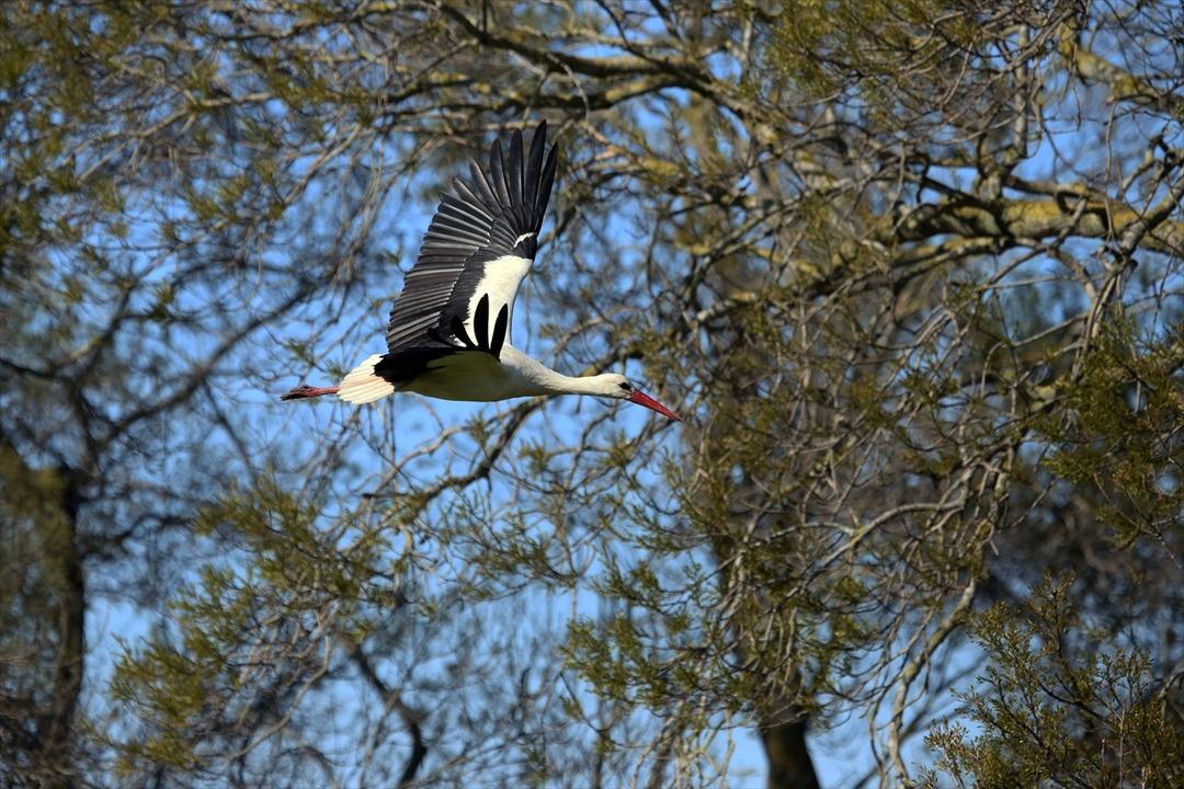 Kızılırmak Deltası'nda leylek varlığı artıyor 