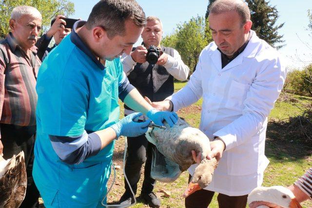 Kanatlı hayvanlara 300 bin doz aşı uygulanacak