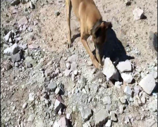 Narkotik köpeği ’Kama’ toprak altındaki uyuşturucuyu buldu