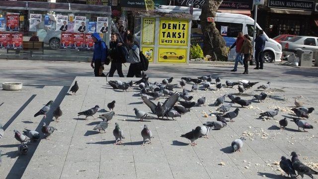 Burhaniye’de bayat ekmekler güvercinlere yem oldu