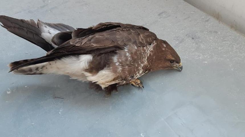 Yaralı bulunan kızıl şahin tedavi altına alındı