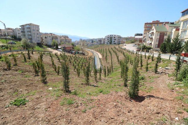 Cımbızdere Vadisi’nde 11 bin 400 metrekarelik alan ağaçlandırıldı