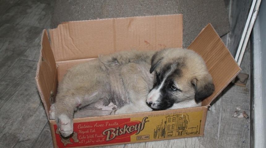 Vatandaşlar, patisi kırık yavru k&ouml;pek i&ccedil;in seferber oldu