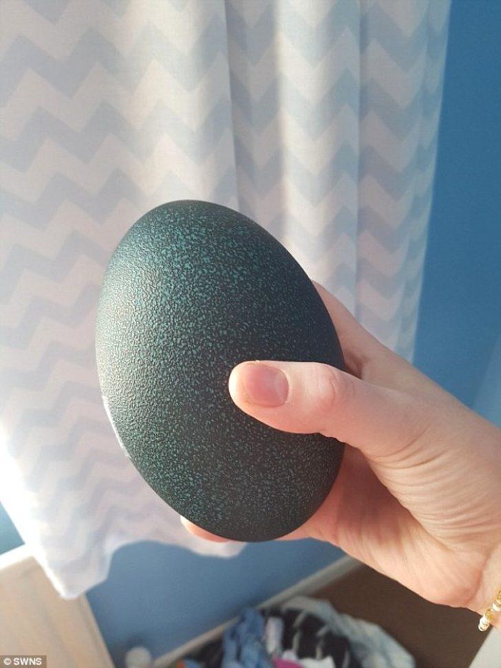 Satın aldığı yumurtanın içinden çıkanı görünce şok oldular G1