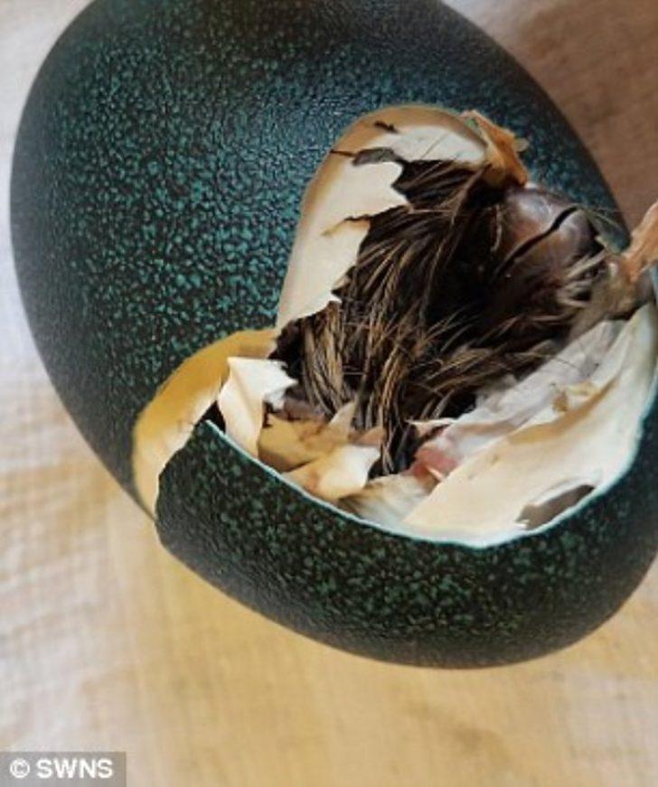 İnternetten süs diye aldı, içinden bakın ne çıktı! 'Bunu hiç beklemiyordum' G2