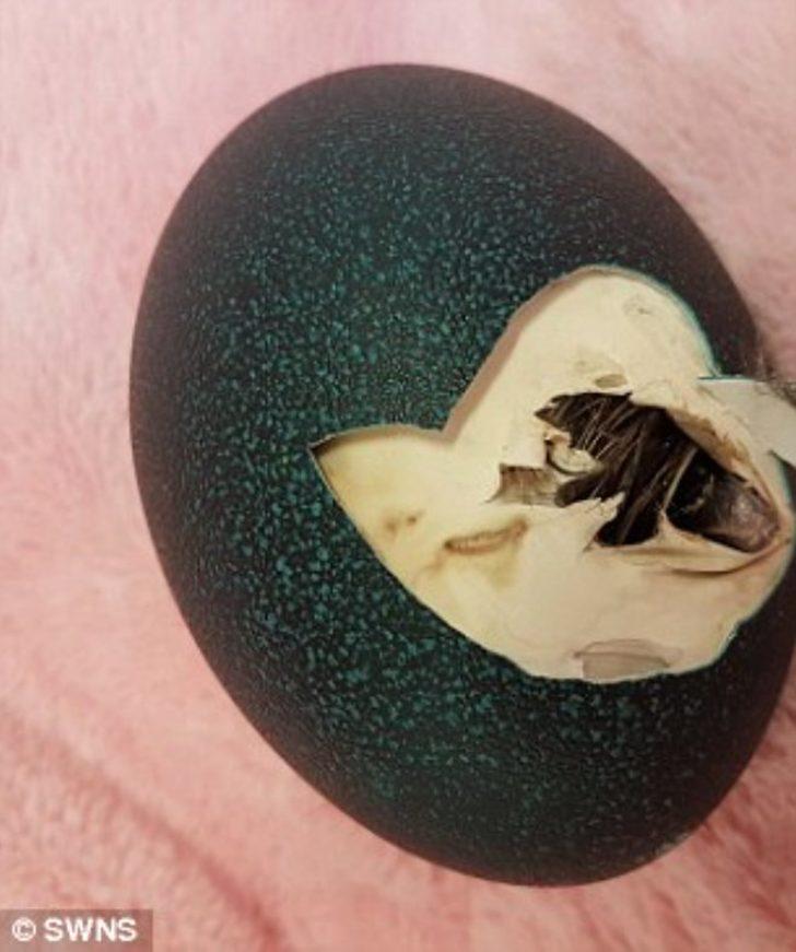 İnternetten süs diye aldı, içinden bakın ne çıktı! 'Bunu hiç beklemiyordum' G3