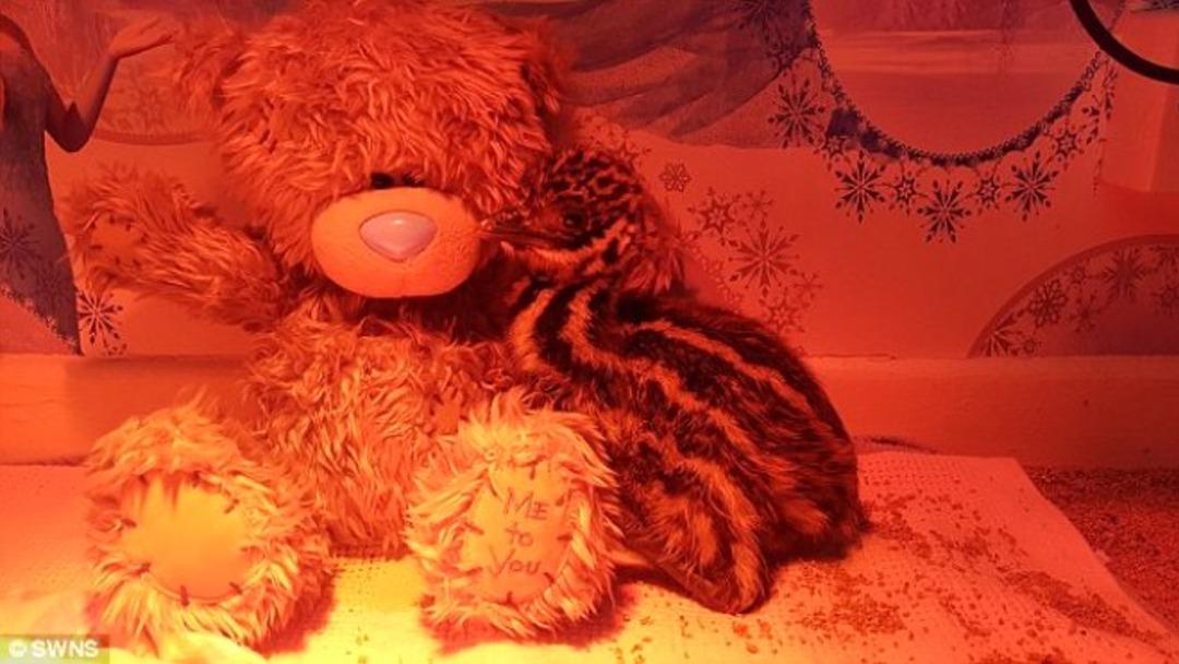 Satın aldığı yumurtanın i&ccedil;inden &ccedil;ıkanı g&ouml;r&uuml;nce şok oldular