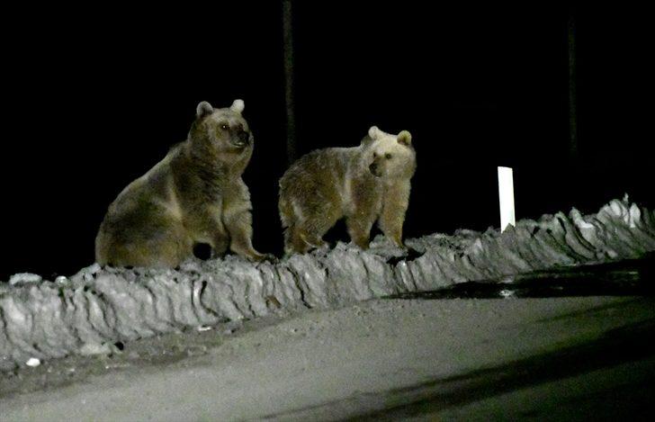 Kış uykusundan uyanan bozayılar çöplüğün yolunu tuttu  G2