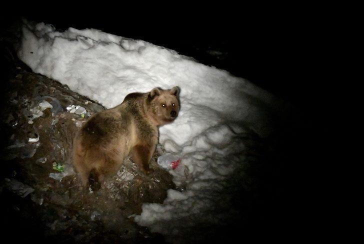 Kış uykusundan uyanan bozayılar çöplüğün yolunu tuttu  G3