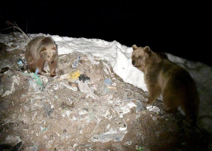 Kış uykusundan uyanan bozayılar çöplüğün yolunu tuttu  G4