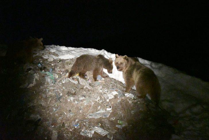 Kış uykusundan uyanan bozayılar çöplüğün yolunu tuttu  G5